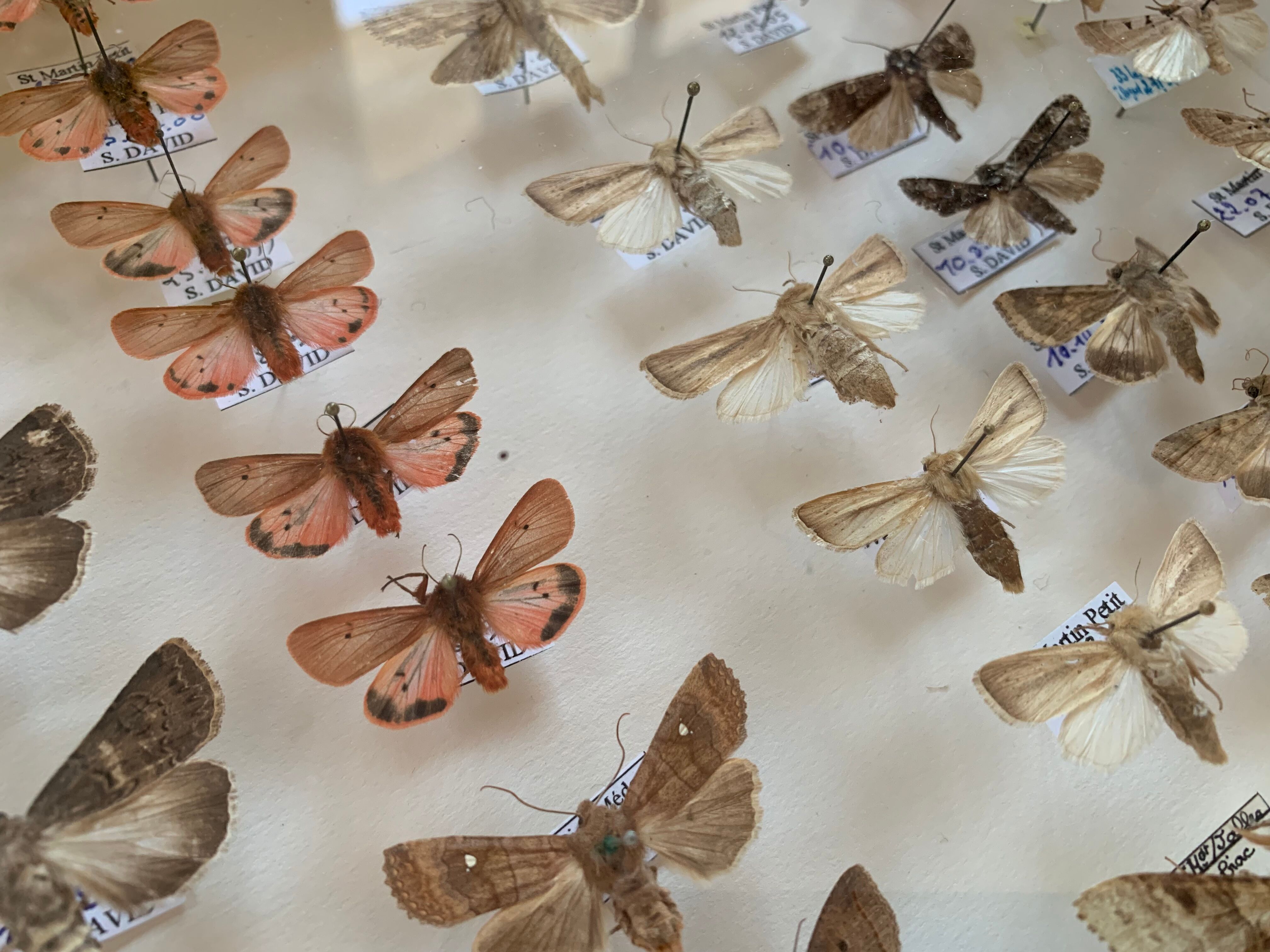 Butterfly frame stuffed under glass