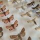 Butterfly frame stuffed under glass