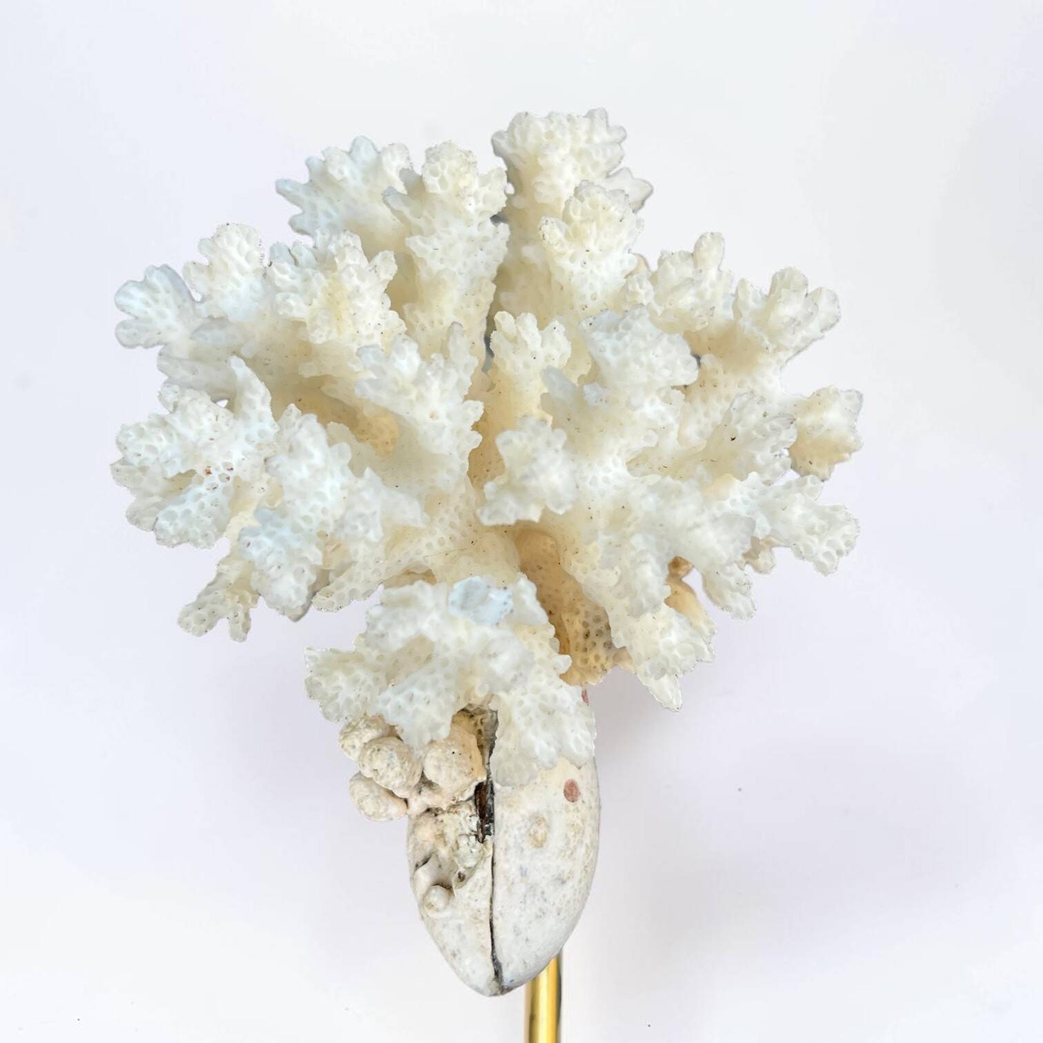 Natural ancient white coral on a black wooden base.