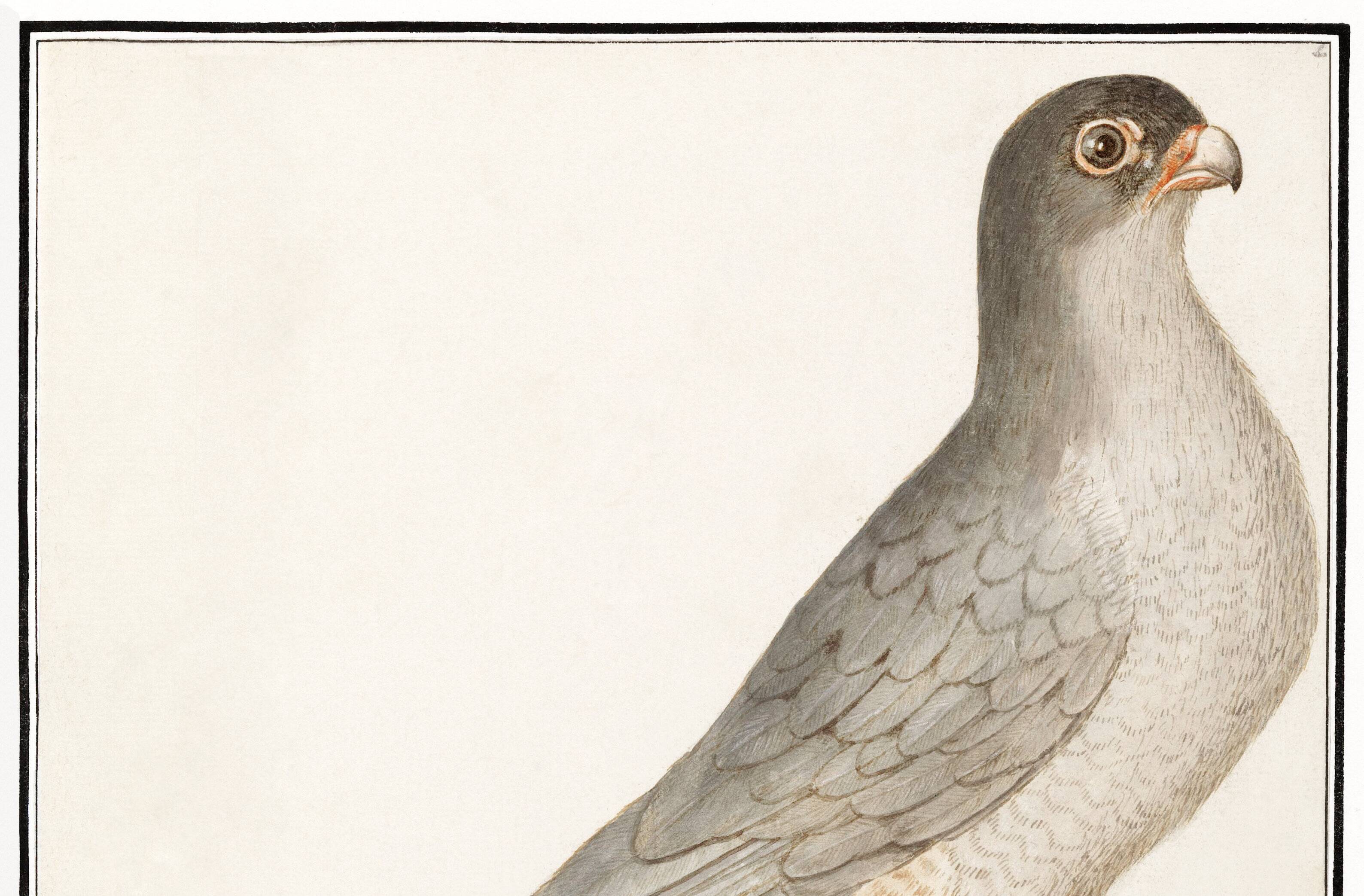 Small poster about the sparrowhawk, after an old engraving from 1610