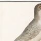Small poster about the sparrowhawk, after an old engraving from 1610