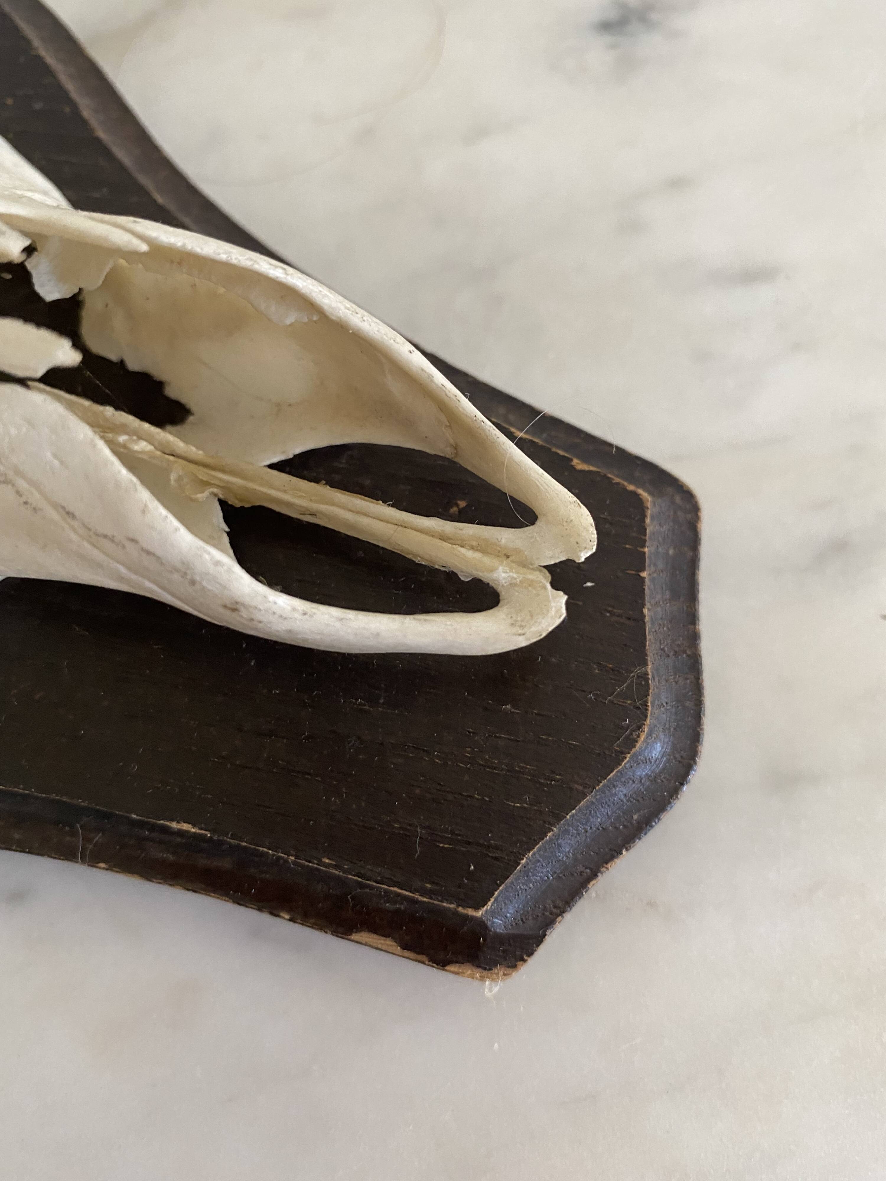 Horns on base, cabinet of curiosities