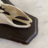 Horns on base, cabinet of curiosities