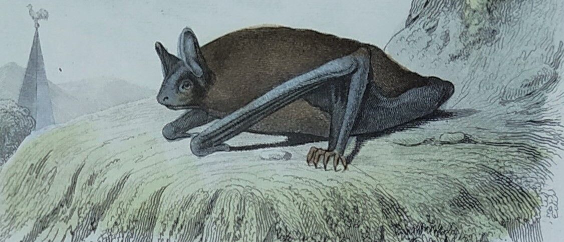 Ornithological board "Mouse" Buffon 1840