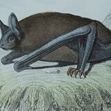Ornithological board "Mouse" Buffon 1840