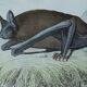Ornithological board "Mouse" Buffon 1840