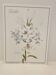 Botanical plate – White lily – Louis Pariente, 1986