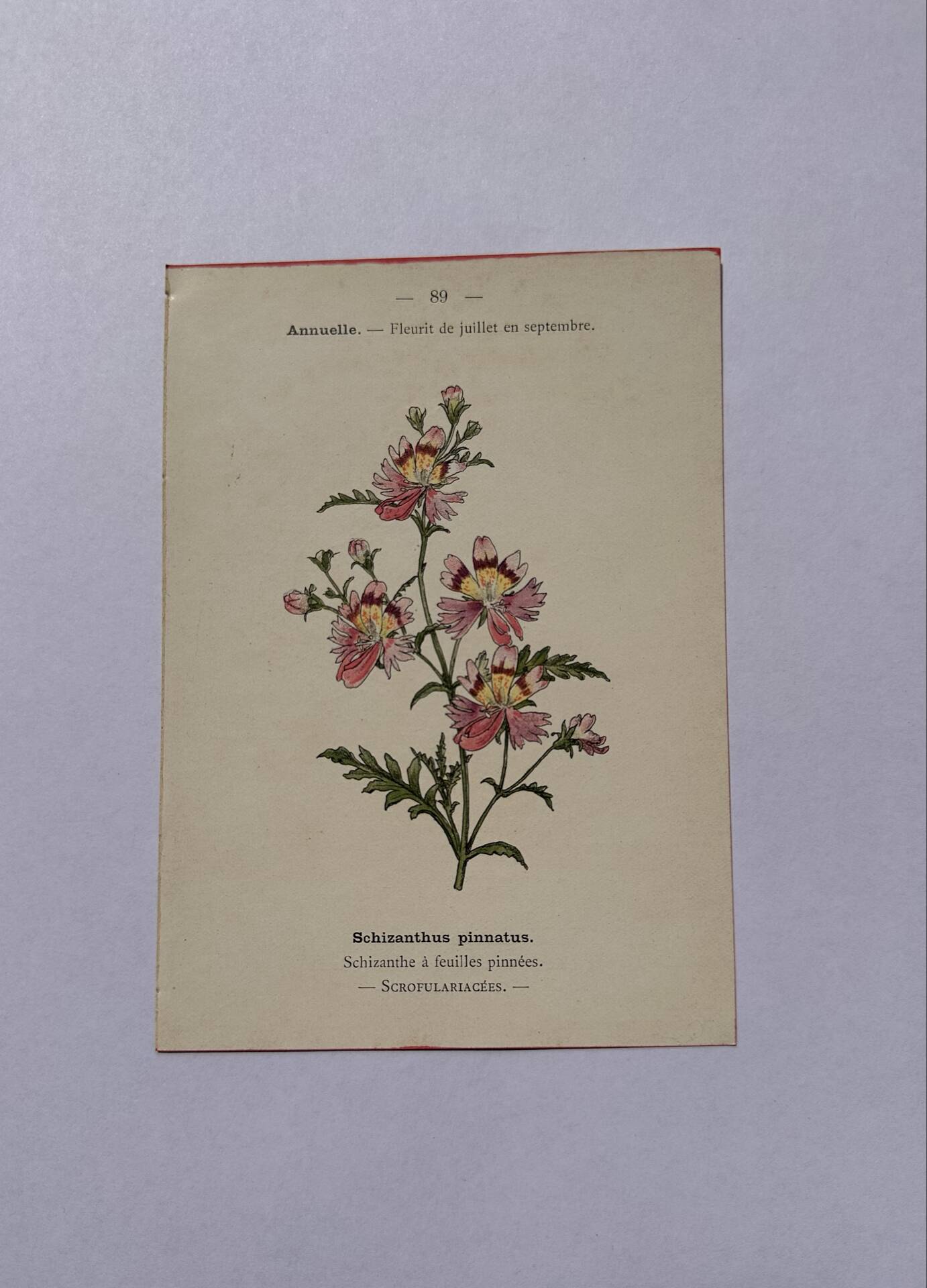 19th-century botanical engraving naturalist poster French flower wine
