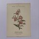 19th-century botanical engraving naturalist poster French flower wine