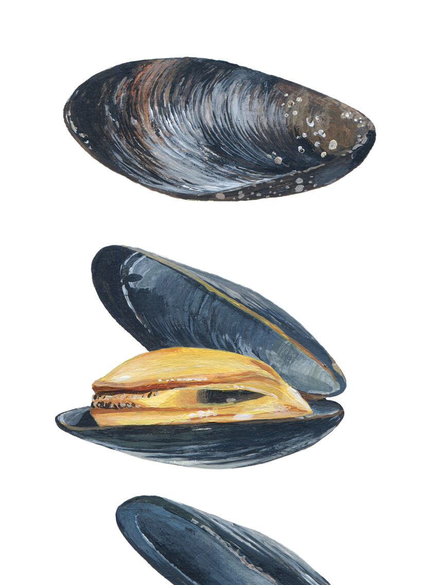 Charlie, Alba and Simone, the 3 mussels