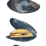 Charlie, Alba and Simone, the 3 mussels