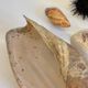 Collection de coquillages