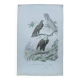 Poster - 19th century zoological engraving of birds - eagle - pigargue