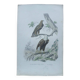 Poster - 19th century zoological engraving of birds - eagle - pigargue