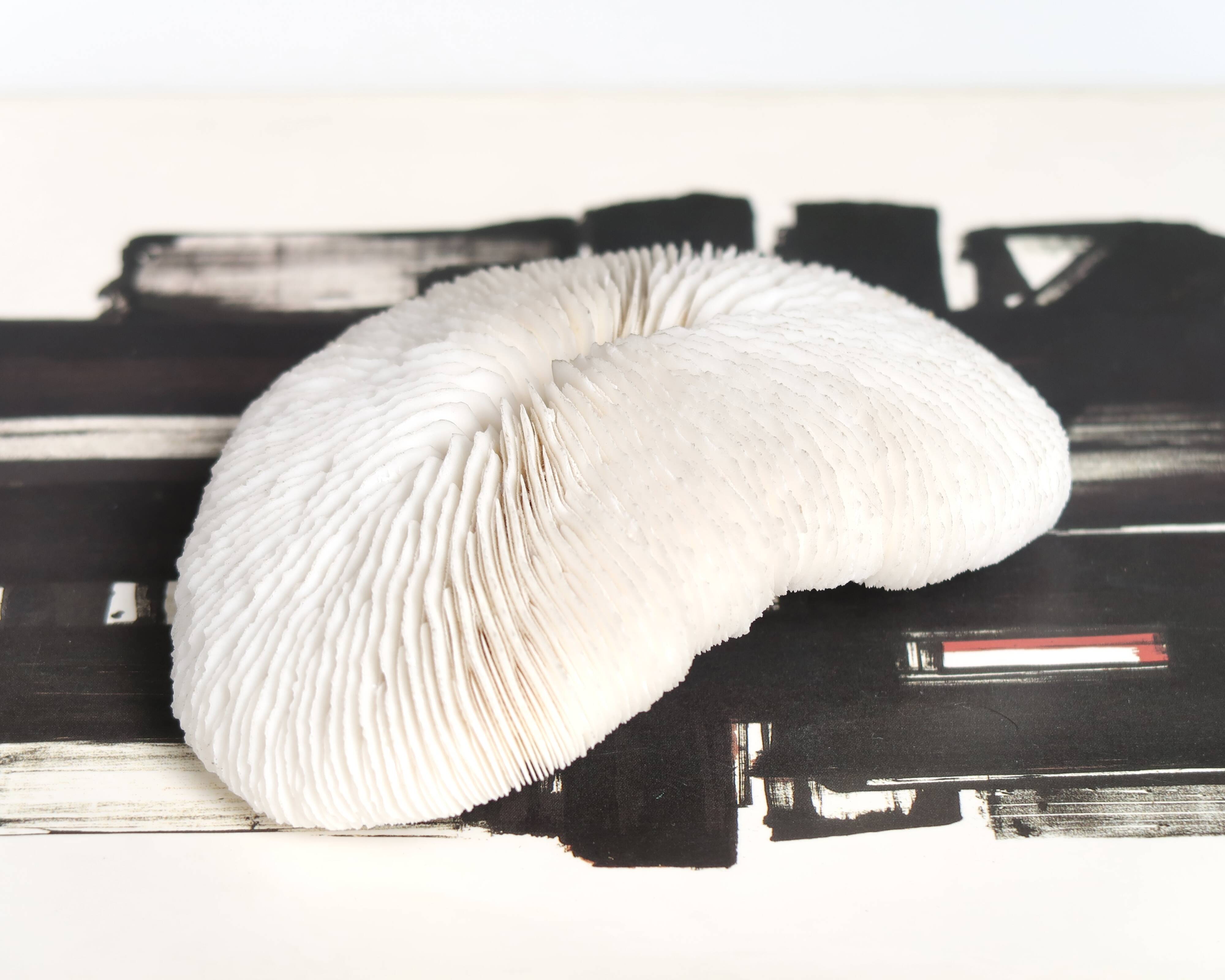 White coral, cabinet of curiosities, 70s
