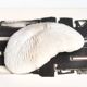 White coral, cabinet of curiosities, 70s