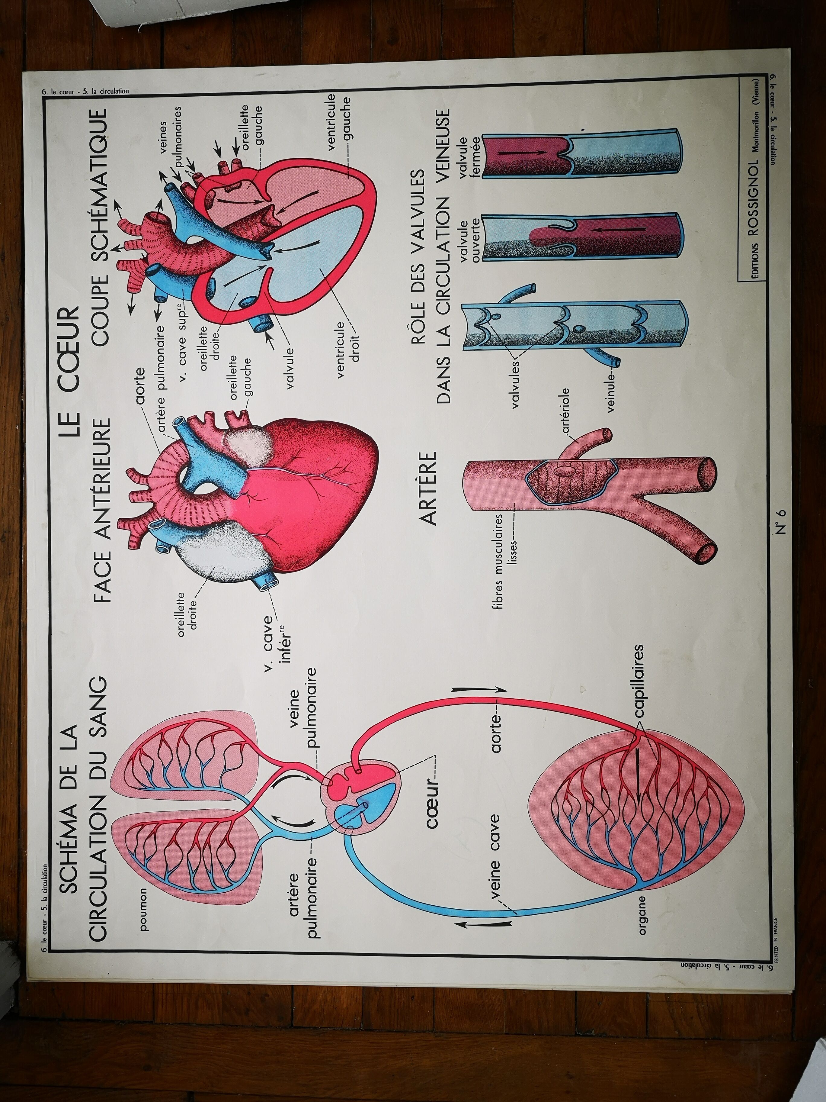 Ancienne affiche scolaire vintage Rossignol anatomie médecine