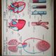 Ancienne affiche scolaire vintage Rossignol anatomie médecine