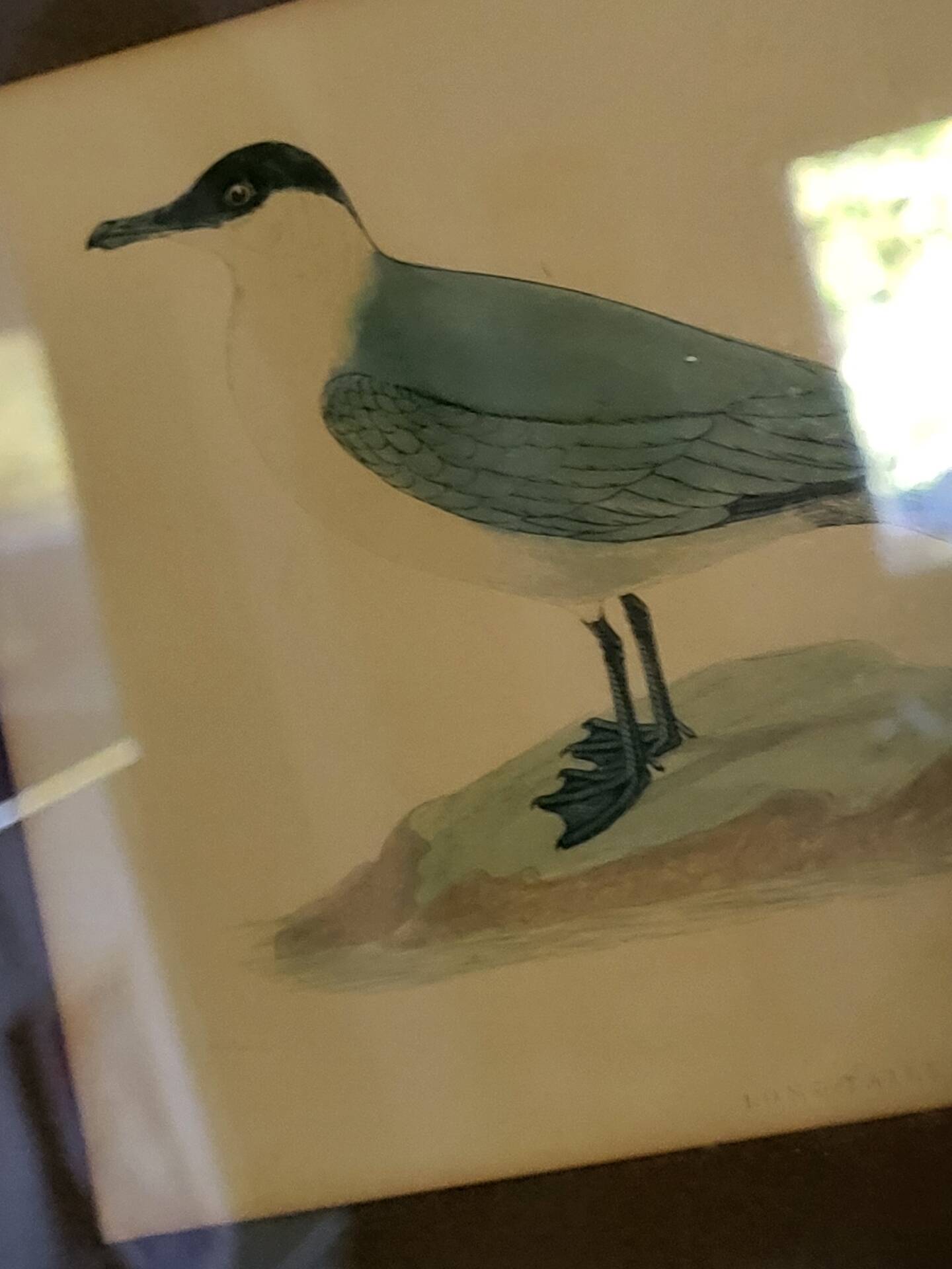 Bitterness birds