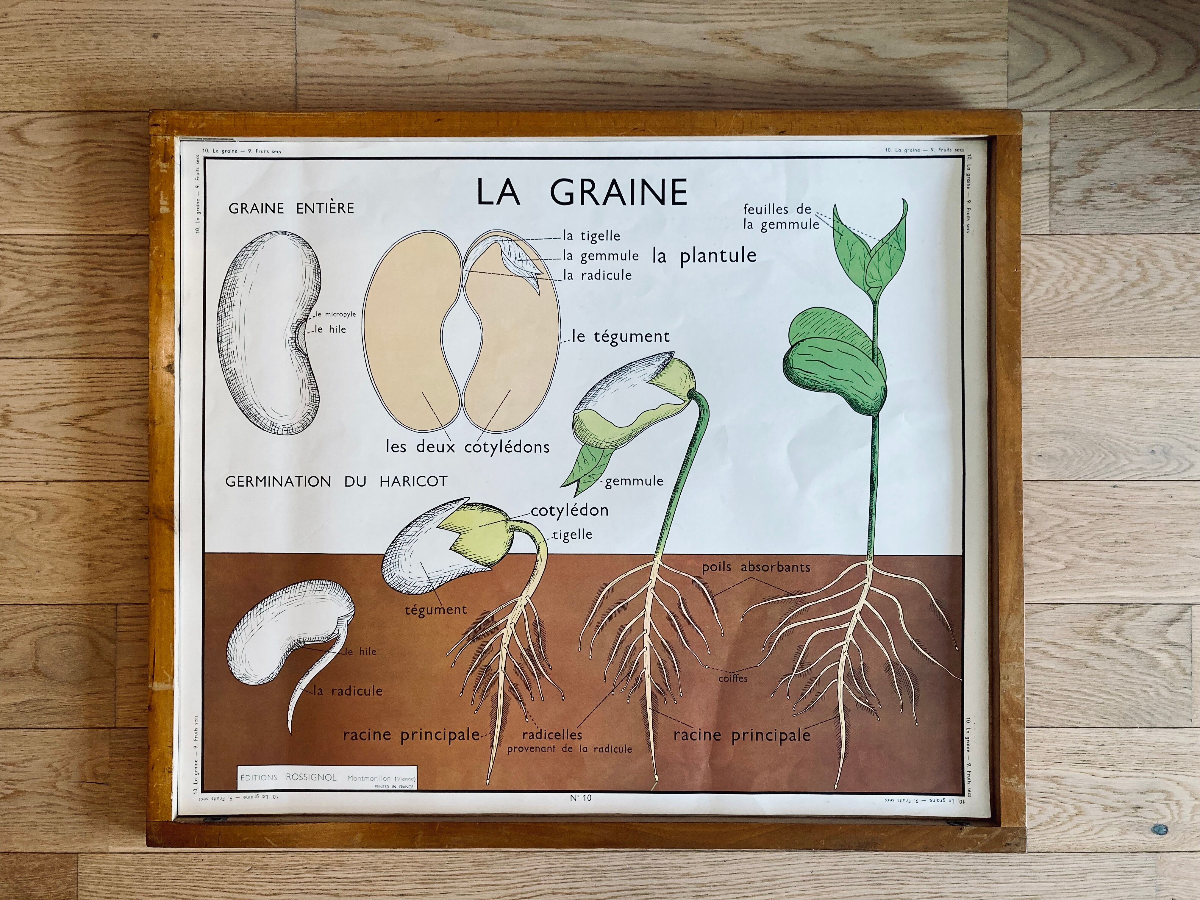 Vintage 60s Rossignol Educational School Poster - Dried Fruits and Seed