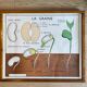 Vintage 60s Rossignol Educational School Poster - Dried Fruits and Seed