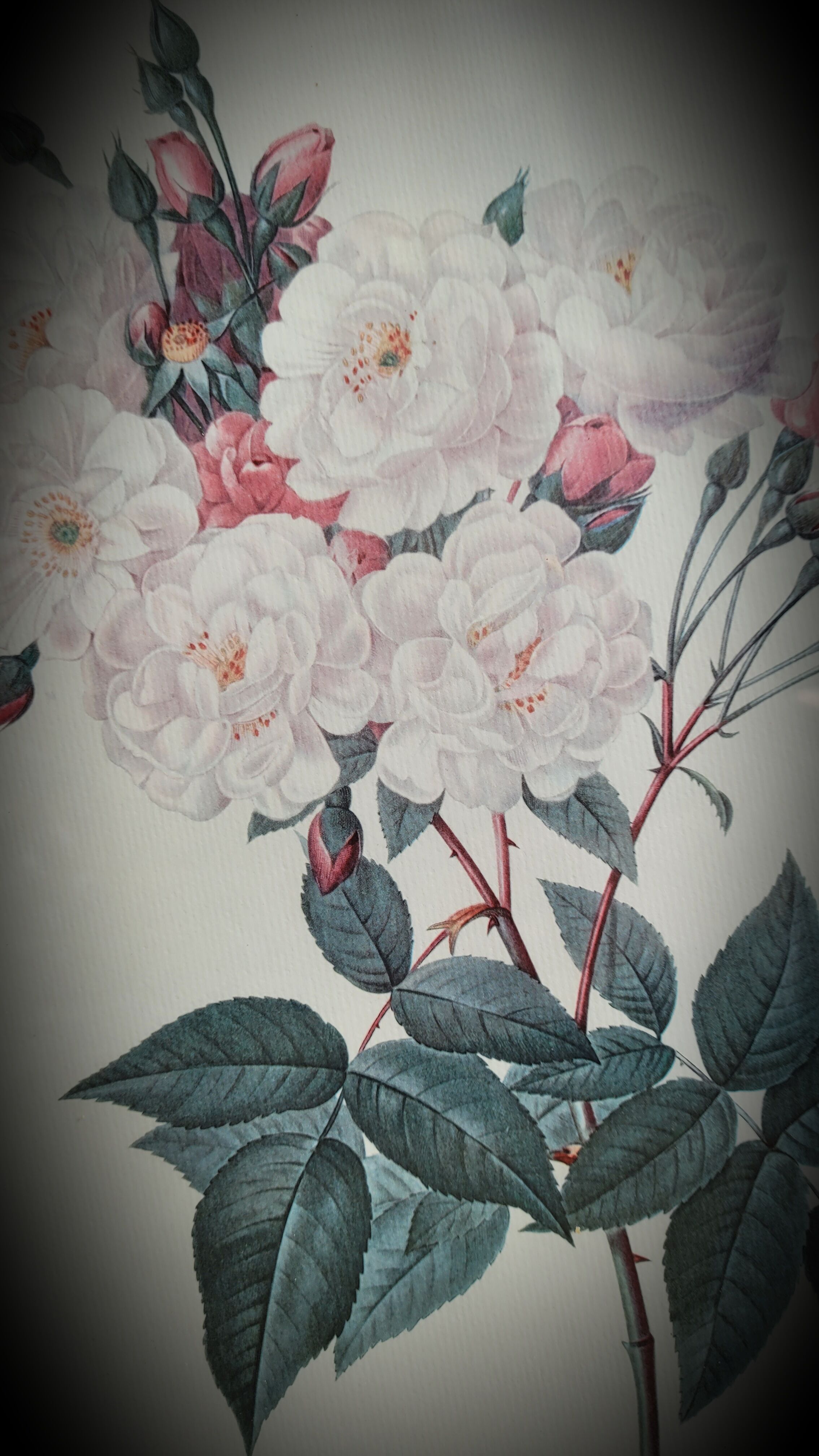 Litho Rose Philippe Noisette