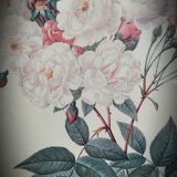 Litho Rose Philippe Noisette