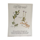 Vintage botanical board