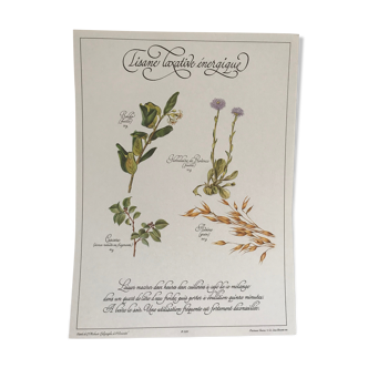 Vintage botanical board