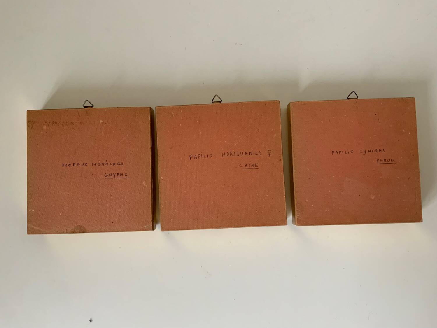Set of 3 butterfly frames