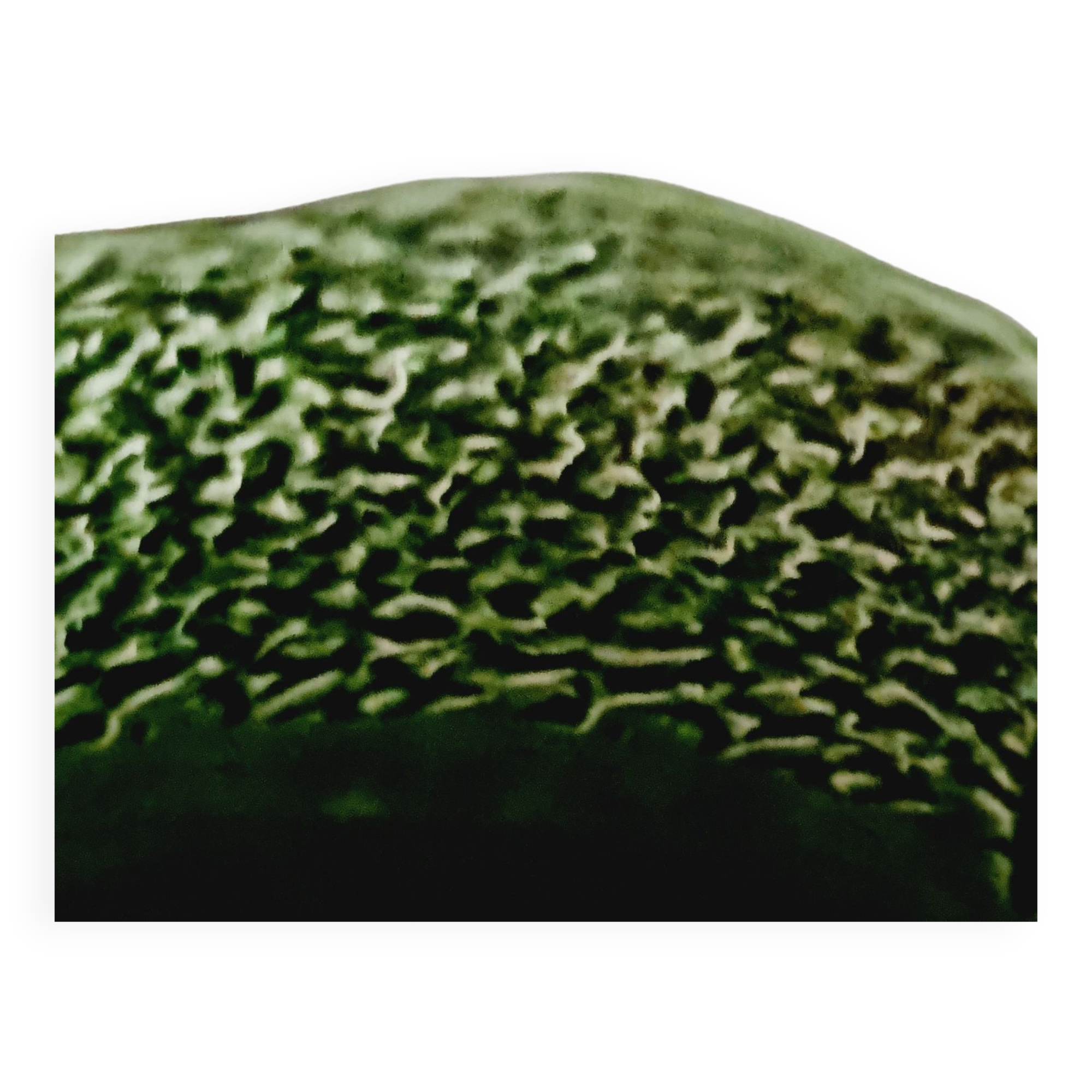 Cabbage slip salad bowl