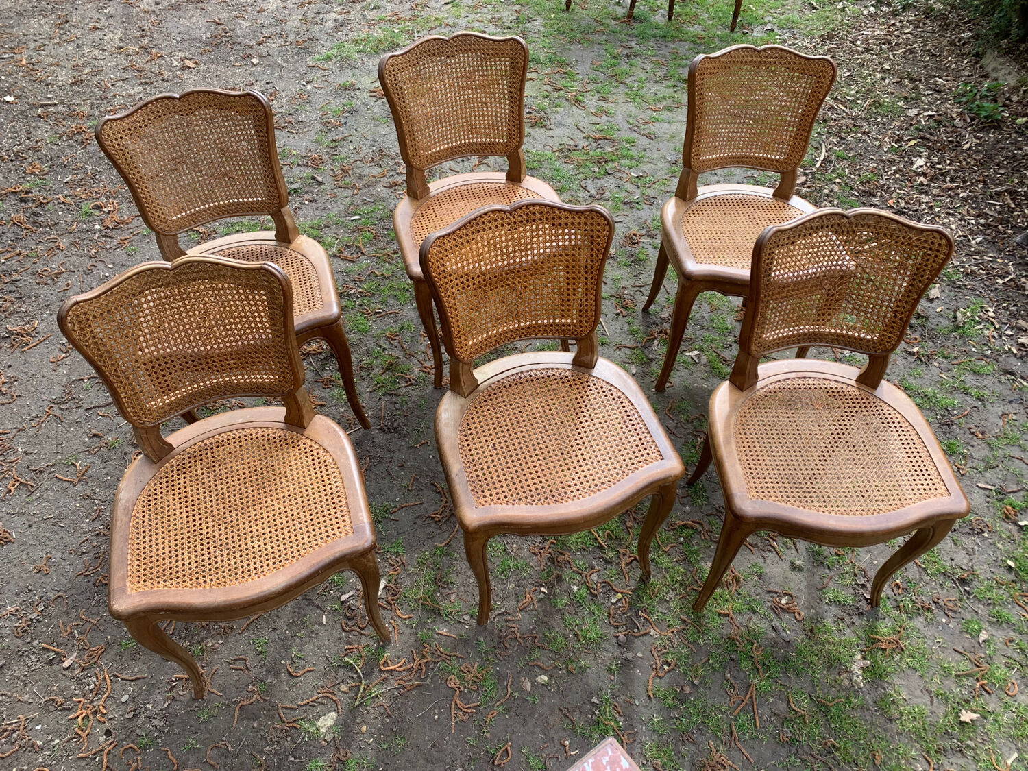 Lot de 6 chaises Louis Philippe cannées époque 19ème