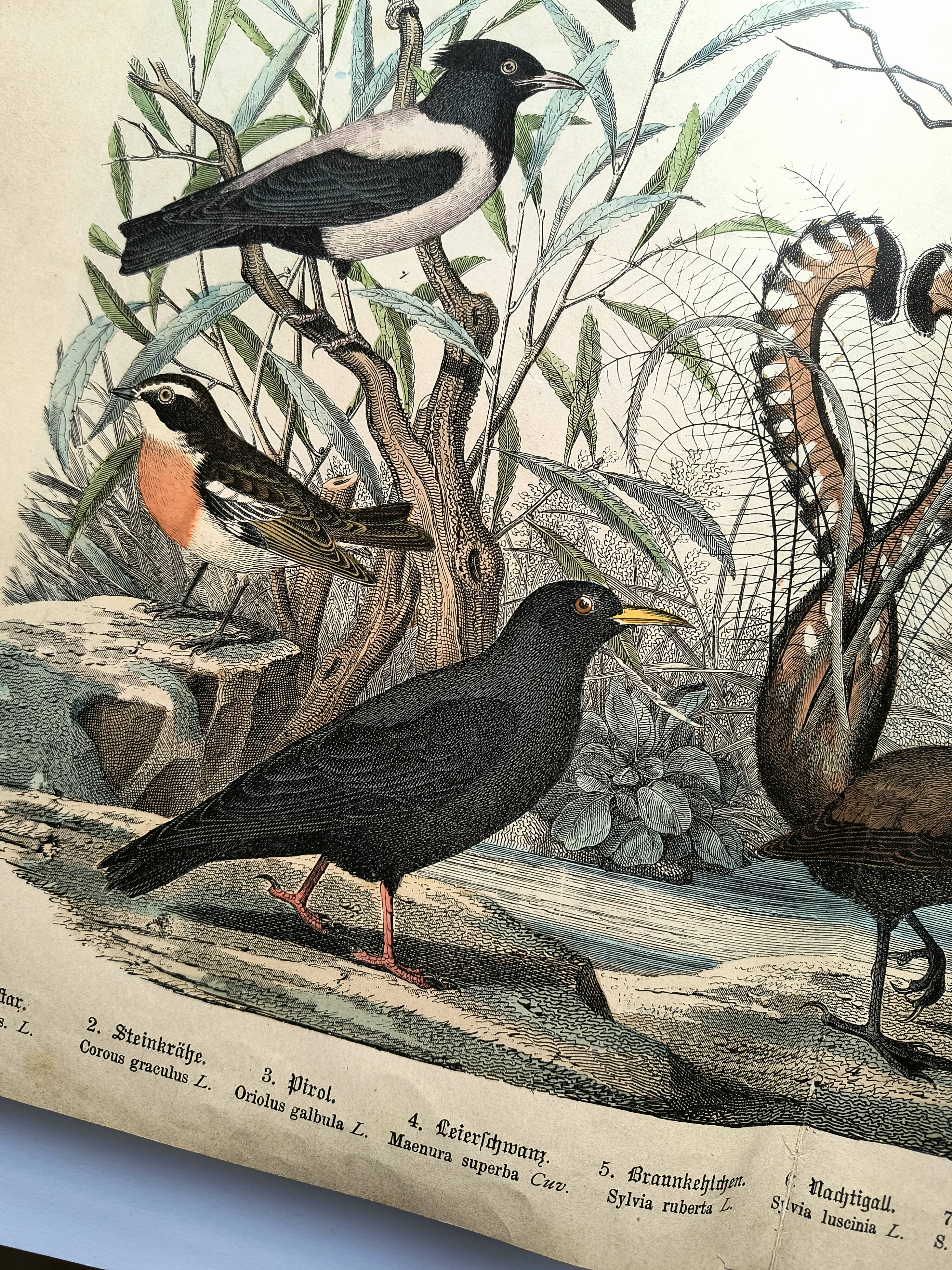 Old engraving from 1886 - Nightingale and birds - Vintage nature lithograph