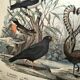 Old engraving from 1886 - Nightingale and birds - Vintage nature lithograph