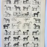 Old engraving 1898, Horses, breed, anatomy, race • Lithograph, Original plate