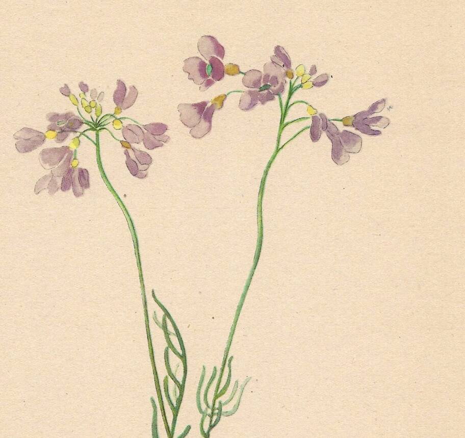 Botanical illustration from 1948. Meadow flowers by Strache. Cardamine