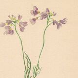 Botanical illustration from 1948. Meadow flowers by Strache. Cardamine