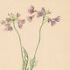 Botanical illustration from 1948. Meadow flowers by Strache. Cardamine