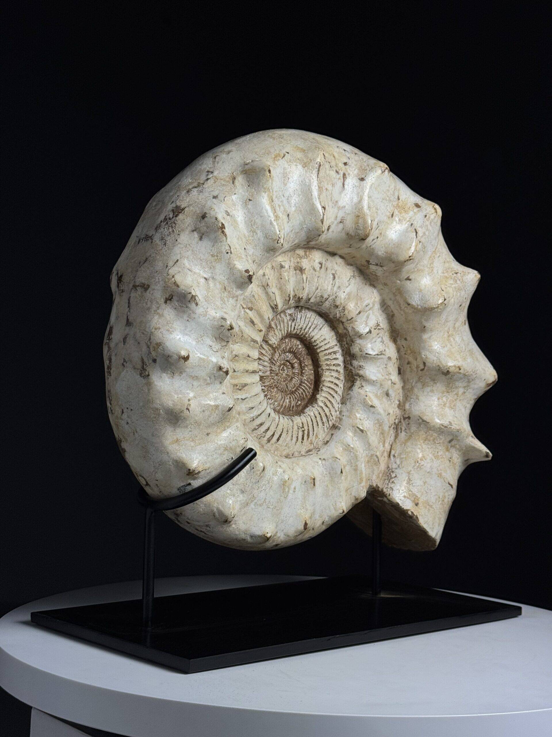 Fossile d'ammonite sur support