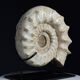Fossile d'ammonite sur support