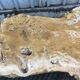 Table basse brutaliste en orme massif de fabrication artisanale