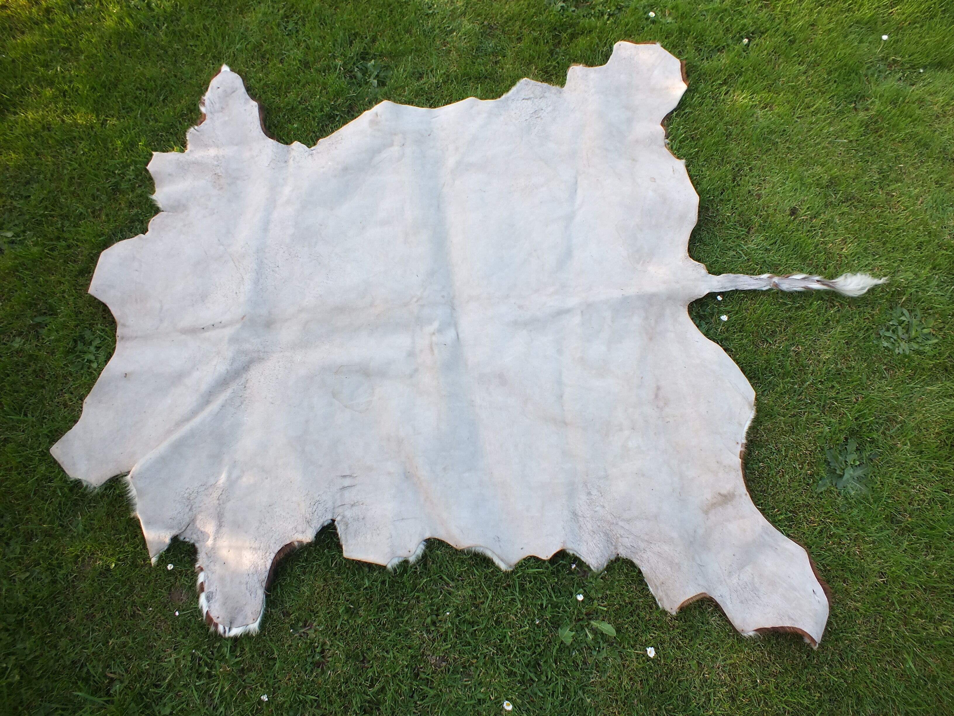 Old large vintage Norman cowhide carpet - Space age 1970