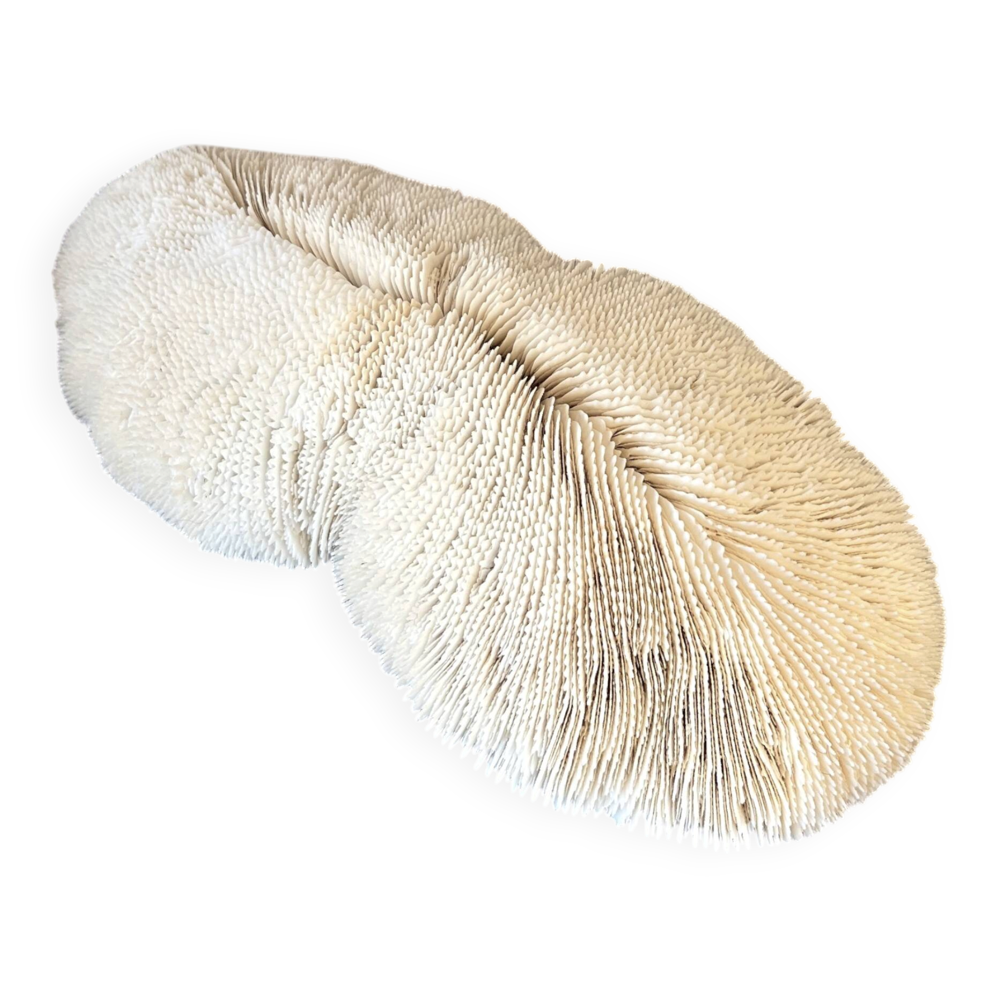 Grand corail blanc ancien à lamelles  coussin de requin 31 cm
