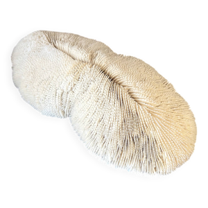 Grand corail blanc ancien