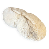 Grand corail blanc ancien à lamelles  coussin de requin 31 cm
