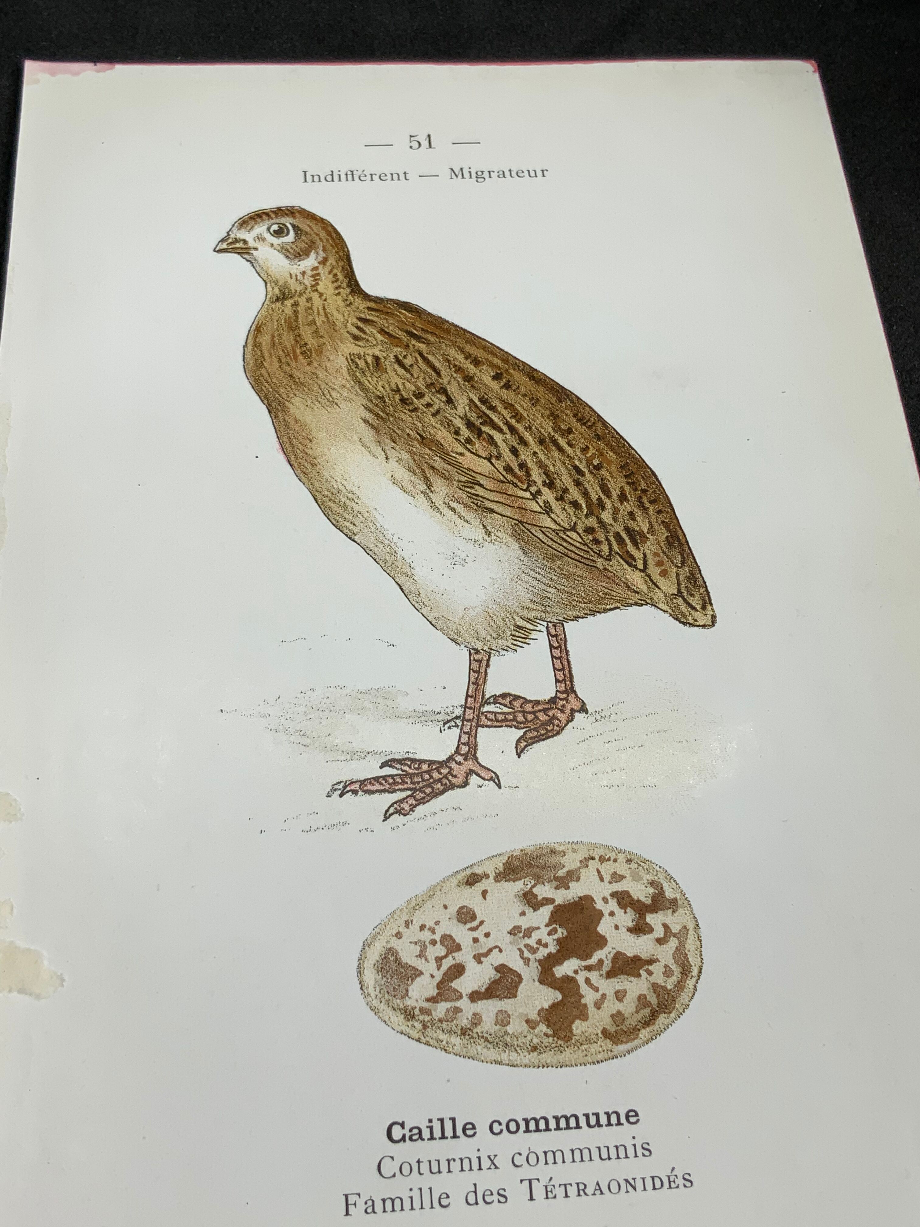Naturalist plate old birds double-sided engraving work 1908 G. Denise