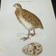 Naturalist plate old birds double-sided engraving work 1908 G. Denise