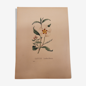 Cistus ladaniferus botanical plank, lithographed and coloured, sertum botanicum volume 4, 1832