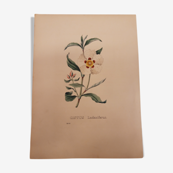 Planche botanique Cistus Ladaniferus, lithographiée et coloriée, sertum botanicum tome 4, 1832
