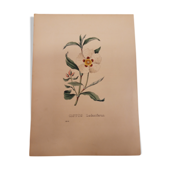 Planche botanique Cistus Ladaniferus, lithographiée et coloriée, sertum botanicum tome 4, 1832